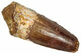 Fossil Spinosaurus Tooth - Real Dinosaur Tooth #353046-1